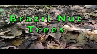 BRAZIL NUT TREES IN THE AMAZON RAINFOREST