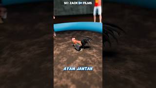 Download lagu Unusual cockfight😱 mp3 Download lagu Unusual cockfight😱 mp3