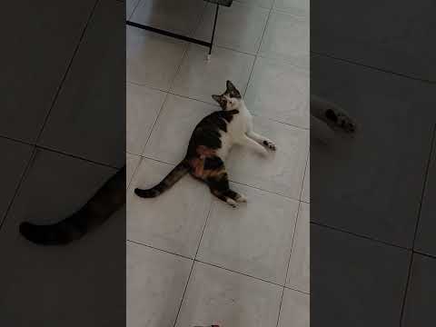 #794#catsplayarope#catsfavouritetoy#ytstudio #shortsvideoviral2025 #cutefunnycats