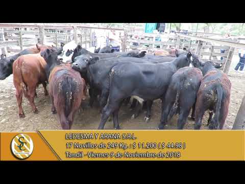 09-11-18 Venta de Machos - Ledesma y Arana S.R.L. - Tandil