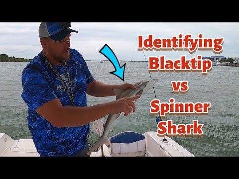 Blacktip vs Spinner Shark: 識別の違い