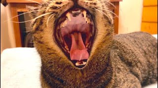 猫のふみふみゴロゴロ/cat sweet