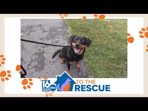 16 To The Rescue: Chiquita - YouTube