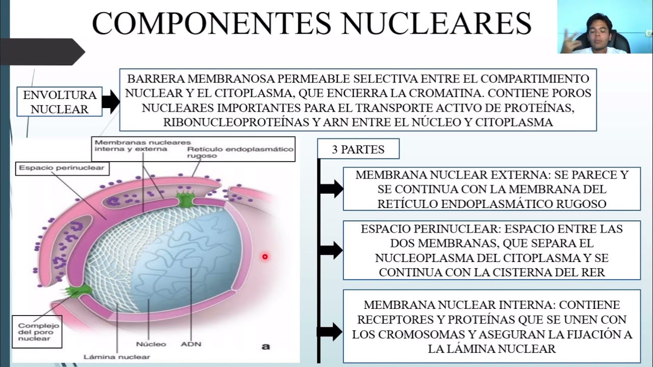 HISTOLOGÍA: NÚCLEO CELULAR
