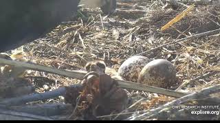 ORI's action at the Osprey nest