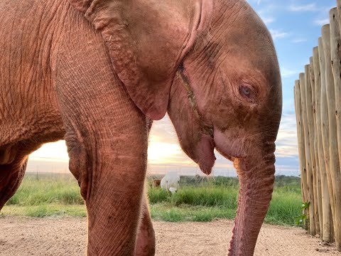HERD - Baby Albino Elephant Khanyisa's Fundraiser