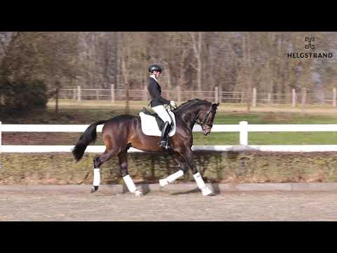 Rheinglanz von Helium / Couracius – hengst geboren 2018 (GER)