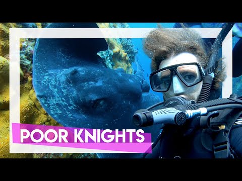 Diving Poor Knights | Top 10 in THE WORLD!
