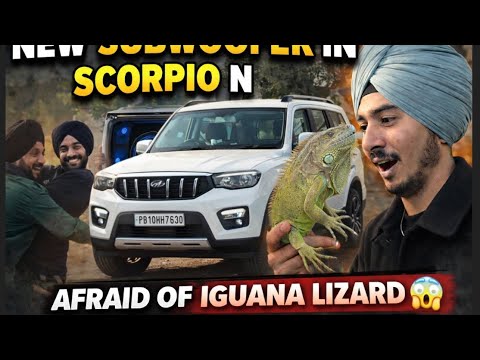NEW SUBWOOFER 🔊 / IGUANA 🦎 LIZARD