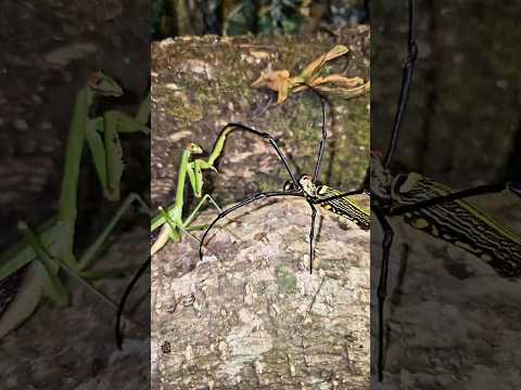 Giant Spider Attacks Ferocious Japanese Praying Mantis #insects #prayingmantis #spider