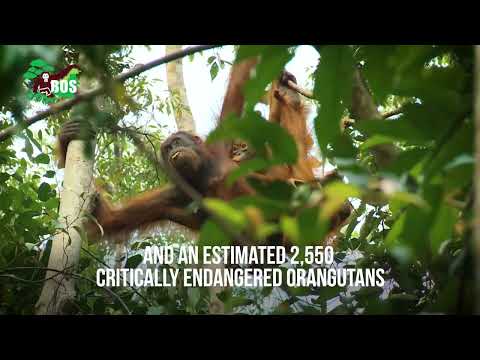 Reforesting Crucial Orangutan Habitat in Borneo