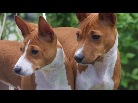 Wszystko o Basenji! Pies który nie szczeka? Przyjmuje zapach otoczenia? 🤔🐶//Ala Show #dog #basenji