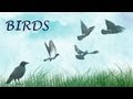 2 hours of Relaxing Bird Songs Sounds in Forest ...
