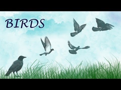 2 hours of Relaxing Bird Songs Sounds in Forest