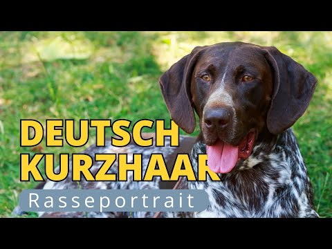Deutsch Kurzhaar: alles über die faszinierenden Jäger