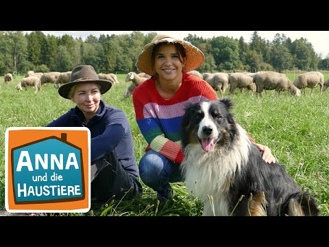 Ein Tag bei der Schäferin | Information für Kinder | Anna und die Haustiere | Spezial