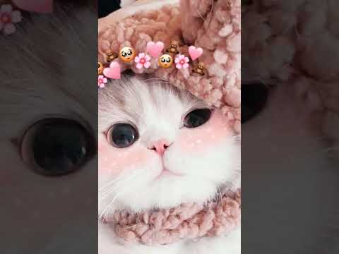 #cat 🥰