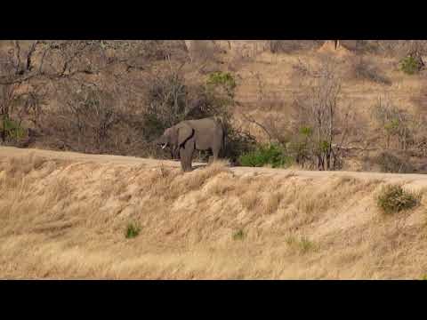 Djuma: Lone Elephant bull - 16:03 - 09/02/18