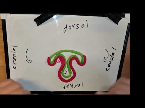 The Septum Transversum