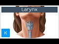 Larynx - Membranes, ligaments and muscles - Human Anatomy | Kenhub