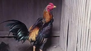 Download lagu Get to know Pama IQ chicken, a modern imported chicken mp3