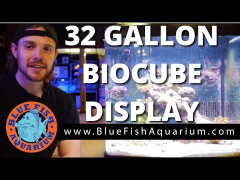 Our 32 Biocube Display