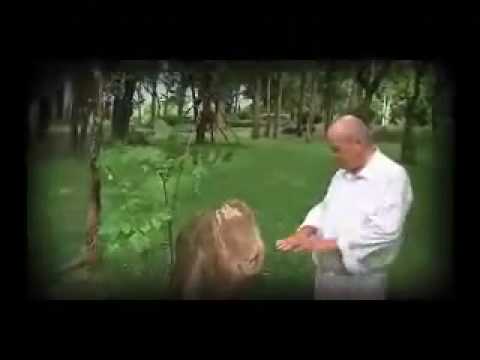 Anagarika Tevijjo - Nature and Self Series - Tree Stumps - IV