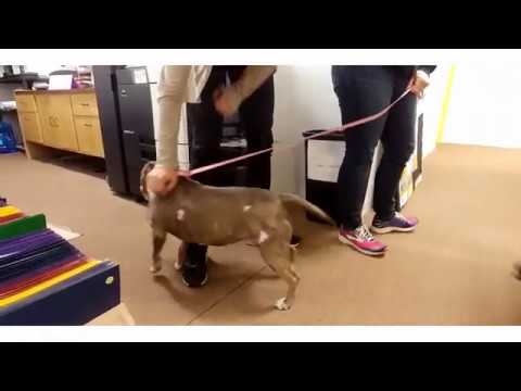 Halifax Humane Society