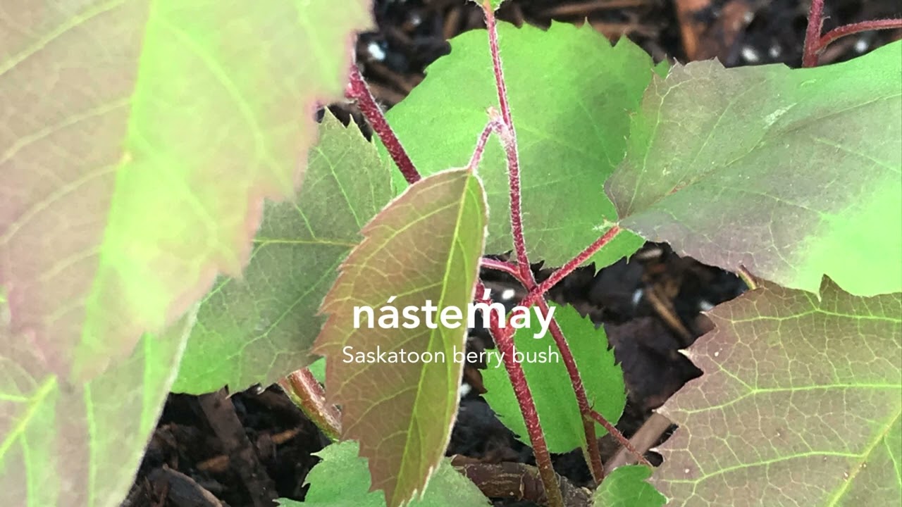nástem̓ay (Saskatoon berry bush)