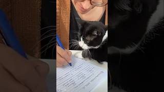 #cat #cute #catvideo #cutecat #funnyvideo #funny #pets