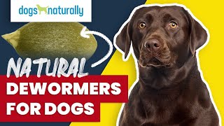 Natural Dewormers For Dogs