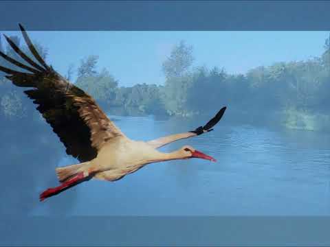 Morgens am Altrhein in Neuenburg, 10. 8. 23