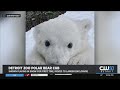 Detroit Zoo Polar Bear Takes Her First Steps In Snow And It Is Adorable