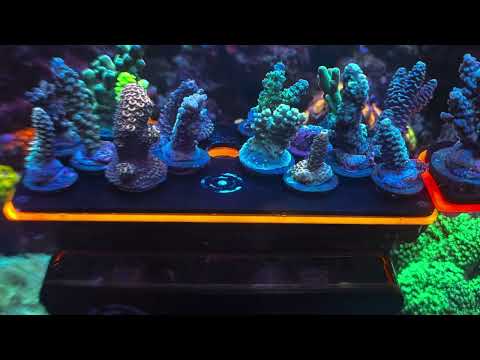 SBB corals Video Review #16