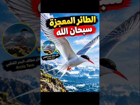الطائر المعجزة سبحان الله