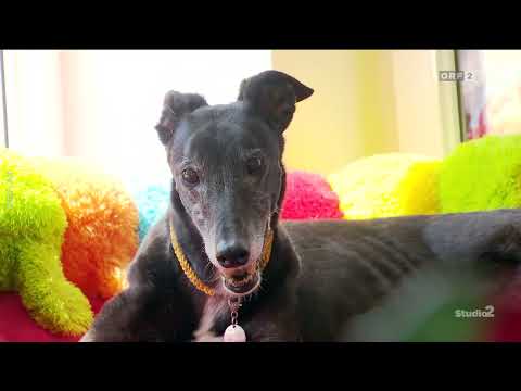 Ozzy im ORF Studio 2 5/2022