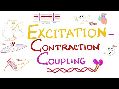 Excitation- Contraction Coupling | Muscle Physiology 💪