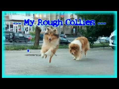 My Rough Collies ~ Mother 6 years old & Son 1 year old
