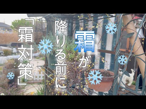 冷たい霜に注意してください: 庭の植物を守る方法 庭の練習