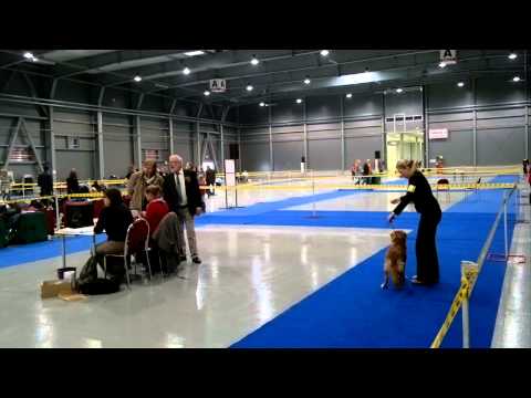 Toller Marley - DOUBLE CACIB PRAGUE