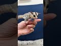 フクロモモンガのYouTubeサムネイル画像