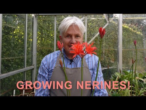 Get Gardening: Puppy Love (Nerines)