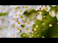 André Rieu - The music of the Night