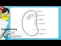 Easy Drawing Seed Diagram