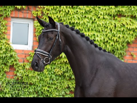 Stute von Ibiza *2020