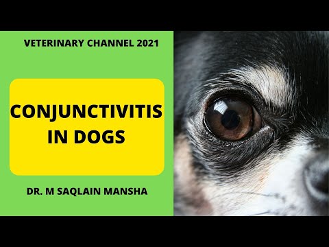 Veterinary Ophthalmology : The Causes,  Diagnosis, and  Treatment Of Conjunctivitis In Dogs