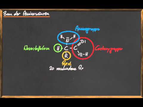 Q 11 Bau der Aminosäuren