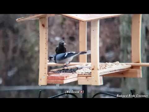 Super Slow Motion Videos of Blue Jays, Chickadees, Starling