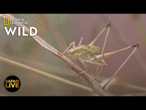 Safari Live - Day 338 | Nat Geo Wild