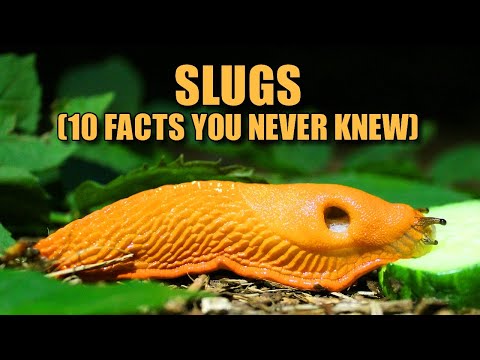 Slugs 🤩 (10 FACTS You NEVER KNEW)